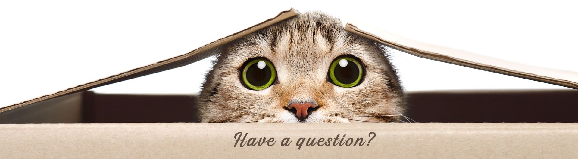 cat peeking out of box